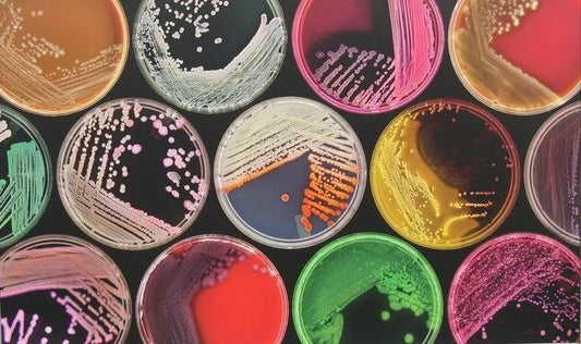 Medios de cultivo: la base para un diagnóstico microbiológico confiable